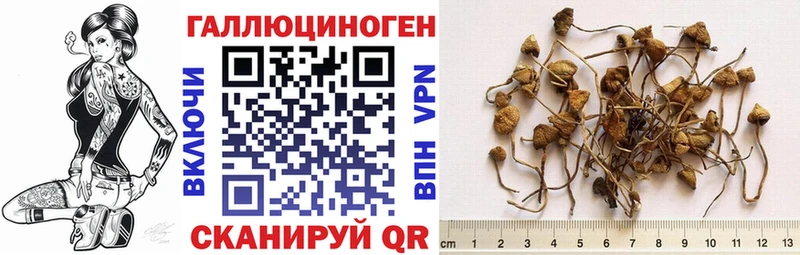 Галлюциногенные грибы GOLDEN TEACHER  Купить где  Краснознаменск 